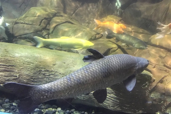 青魚養(yǎng)殖為什么減少及青魚自配飼料配方